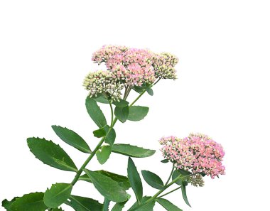 Sedum spectabile isolated on a white background clipart