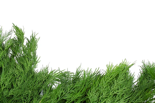 Bunch dill — Stock Photo, Image