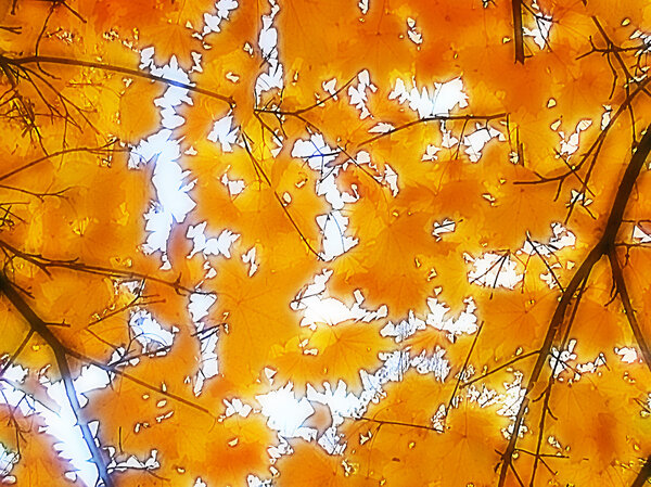 Soft warm Autumn leaves background