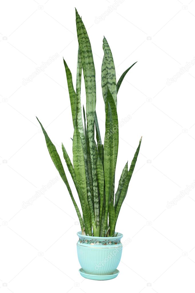 Snake plant or mother in law`s tongue - sansevieria trifasciata