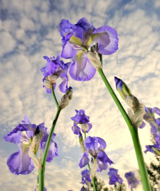 Flowers irises. clipart