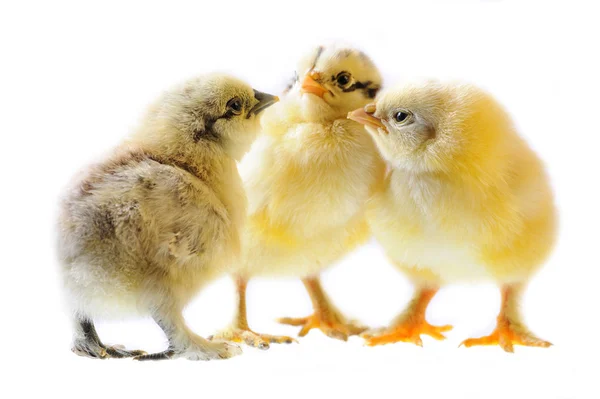 Genç tavuklar.