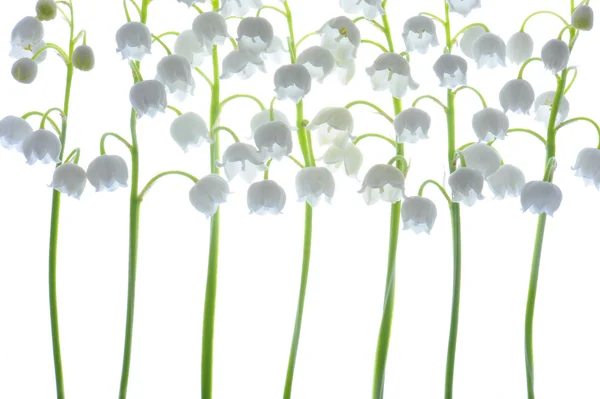 Vadinin Zambakları.