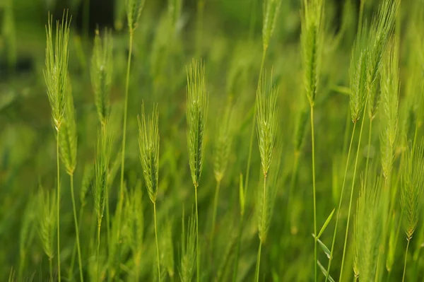 spikelets alanında.