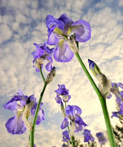 Fiori iris . Foto Stock Royalty Free