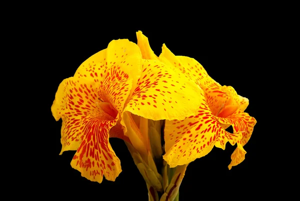 Mooie Gele Bloem Tegen Zwarte Achtergrond Iris — Stockfoto