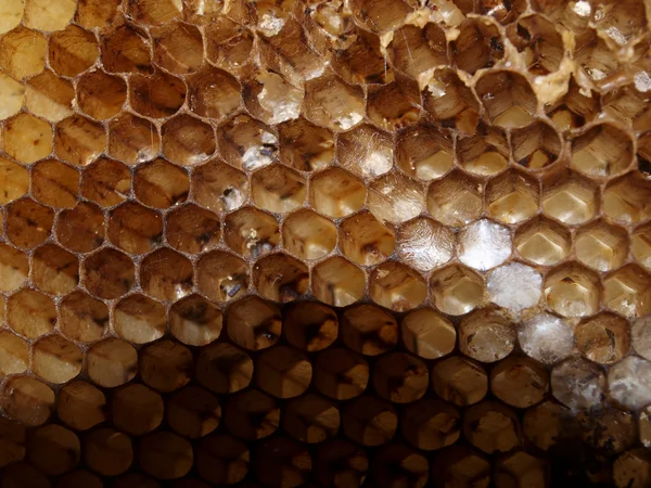 Természetes méhsejt — Stock Fotó