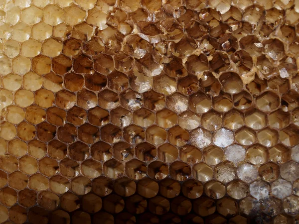 Nid d'abeille naturel — Photo