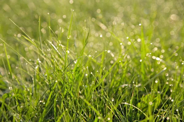 Grass with drops of dew