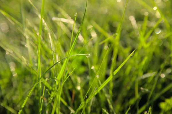 Green Spring Grass Drops Dew — Stock Photo, Image
