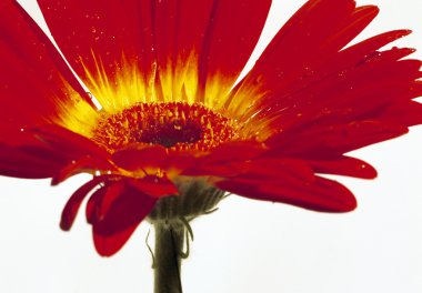 Kırmızı gerbera çiçek