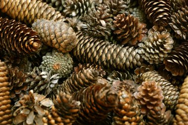 Pine cone background clipart