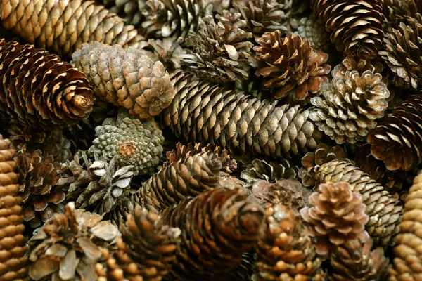 stock image Pine cone background