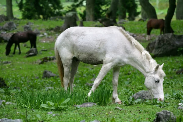 White horse grazing — Stock Photo, Image