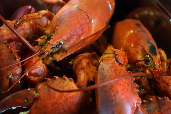 stock image Photo of a pot of boiled lobster from Nova Scotia, Canada.