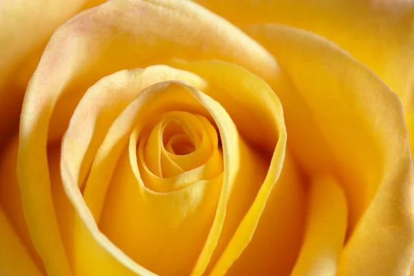 Żółta róża makro — Zdjęcie stockowe