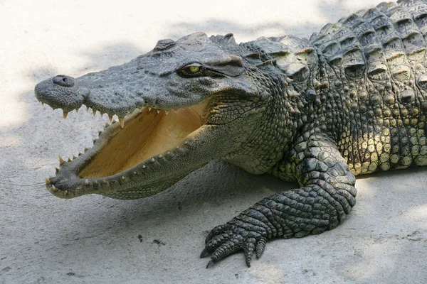 stock image Thailand crocodile