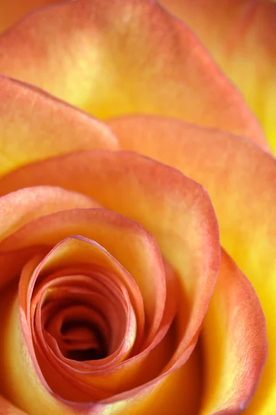 Orange and yellow rose macro — Stock Photo, Image