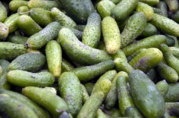 stock image Cucumbers