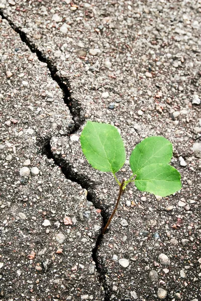 Stock image Green plant