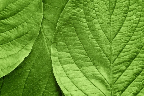 stock image Green leafs