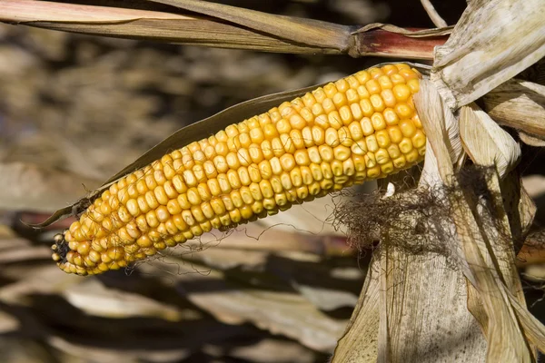 Zapasów kukurydzy — Zdjęcie stockowe