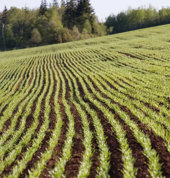 Groning korn fältet — Stockfoto