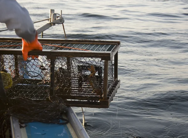 stock image Lobster Trap