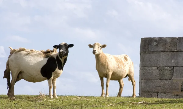 Пара овец — стоковое фото