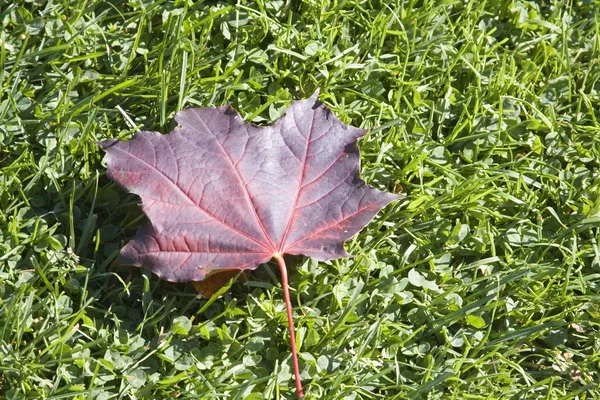 stock image Fallen maple leaf lays on a small yard