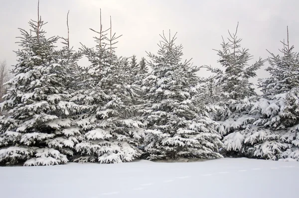 Neve Branca Fresca Árvores Abeto Inverno — Fotografia de Stock