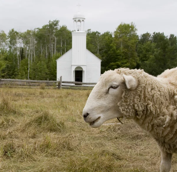 Sheep in front of a church — Stock Photo, Image