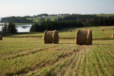 Round bales of hay in a field leading to the ocean clipart