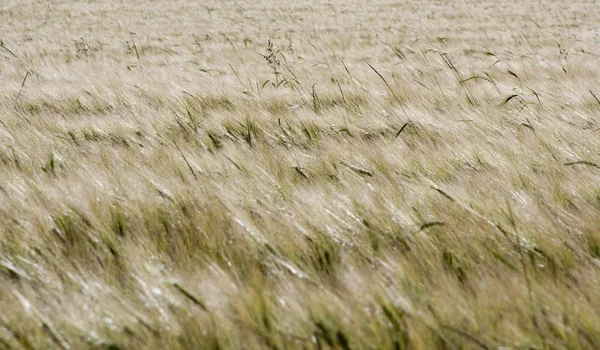 Reifes Getreide Auf Einem Acker Als Hintergrund — Stockfoto