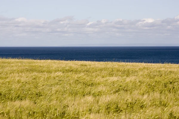 Obilné Pole Venkovských Ostrov Prince Edwarda Výhledem Oceán — Stock fotografie