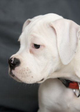 Beyaz boxer köpek yavrusu