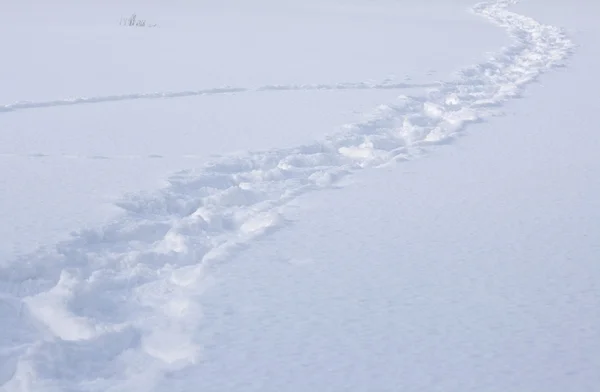 Taze Beyaz Snowv Bir Alanda Üzerinden — Stok fotoğraf