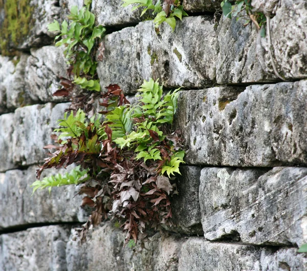 stock image Plant on Stonewall