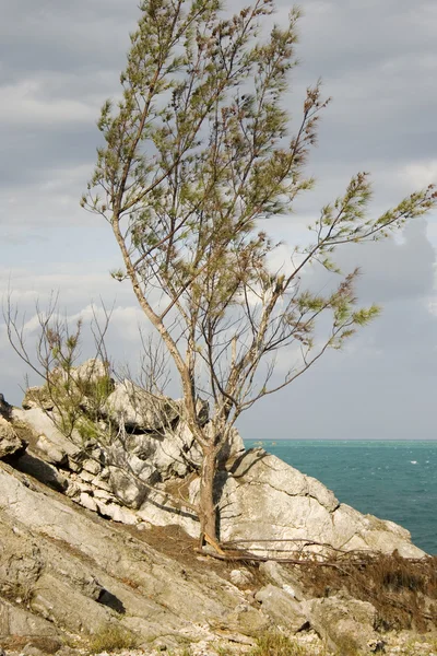 Árvore agarra-se a rochas — Fotografia de Stock