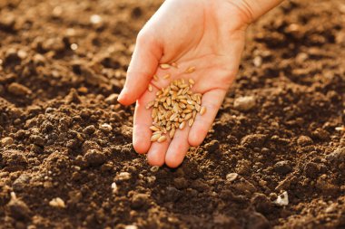 Corn sowing by hand clipart