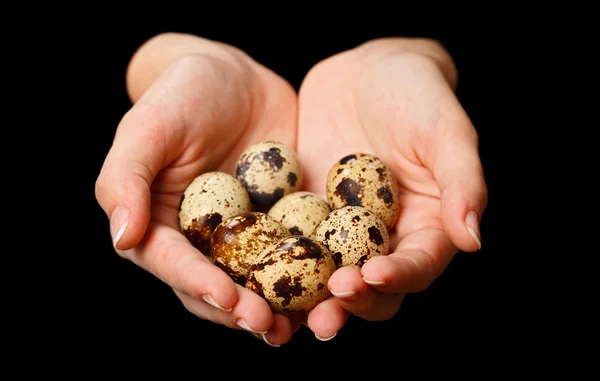 stock image Several quail eggs