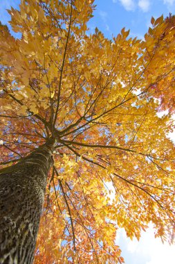 Looking up an elm tree with the sky above clipart