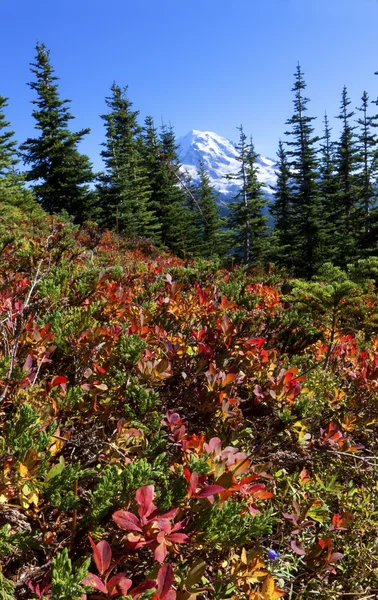 High Mountain in fall meadow facing a snow-capped mountain — Stock Photo, Image