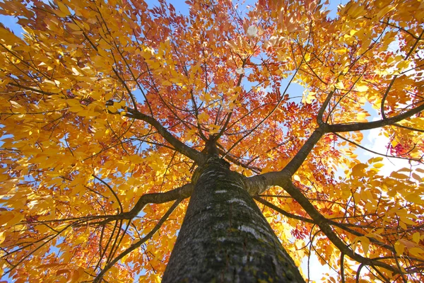 Orme d'automne avec le ciel au-dessus Photo De Stock