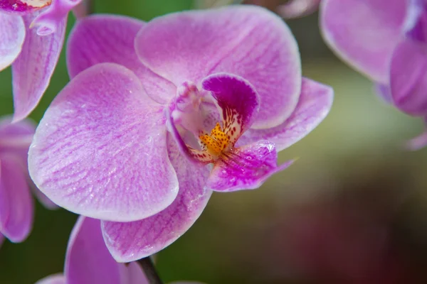 stock image Orchid