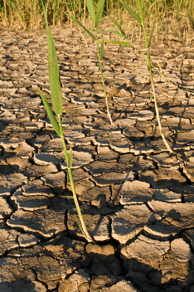 stock image Reeds growing through cracks