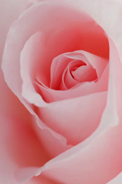मॅक्रो फूल सुंदर गुलाब — स्टॉक फोटो, इमेज