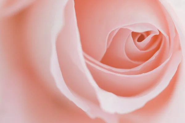 Macro fleur belle rose — Photo