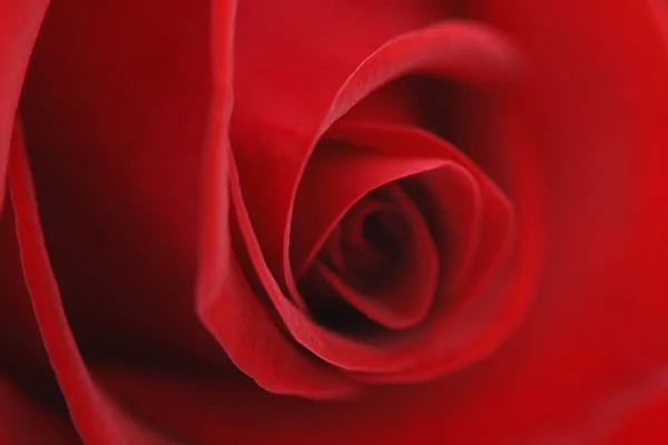 マクロ美しいバラ — ストック写真
