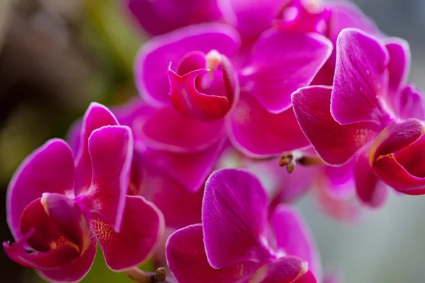 stock image Orchid